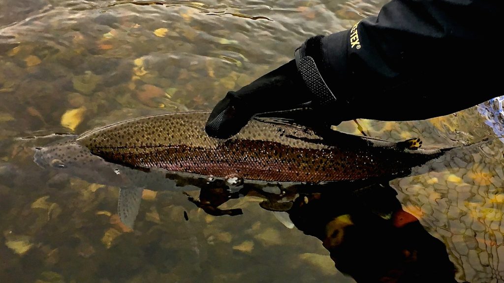 Silly Sunday Scenery Winter Trout Edition