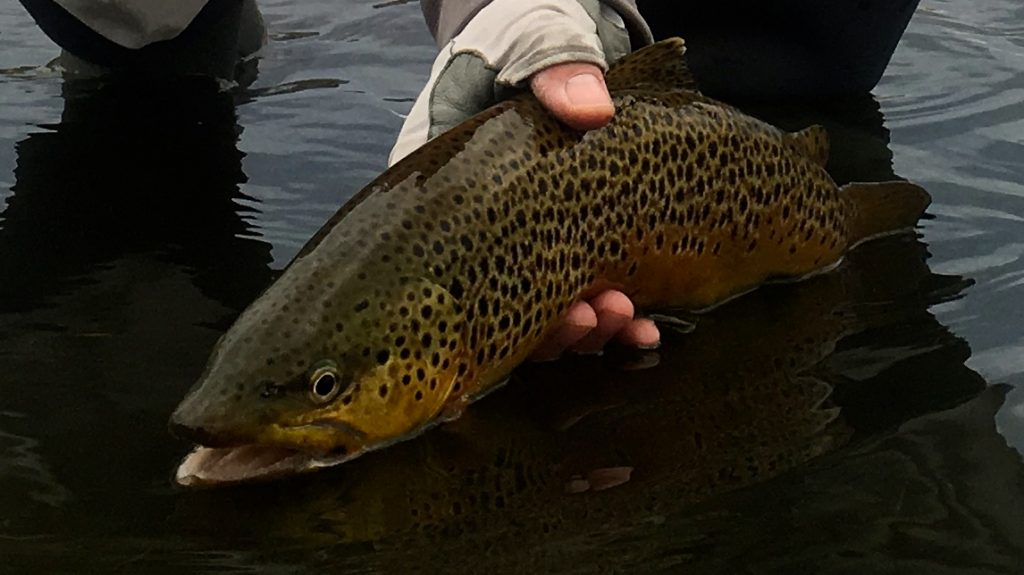 Sunday Brown Trout