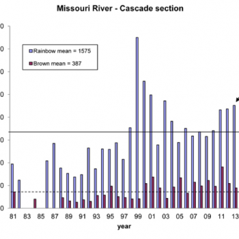 Missouri River Trout Numbers High