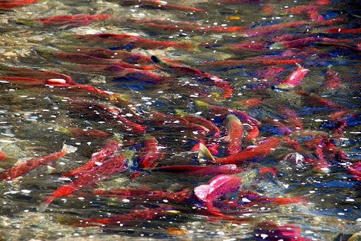 spawning salmon