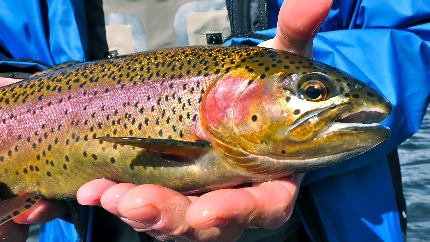 Missoiuri RIver Montana Fishing Images