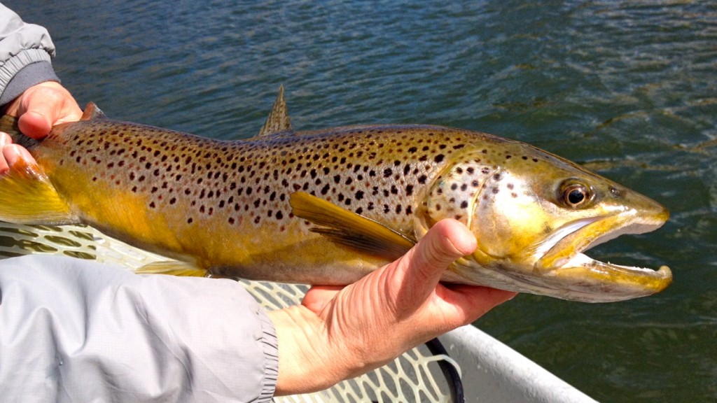 Missouri River Montnaa Fishing Report