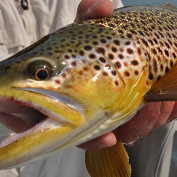 Missouri River Montana Fishng Report