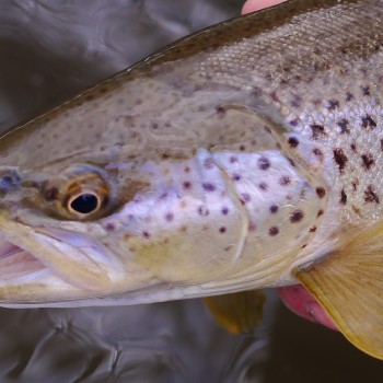 Missouri River Montana Weekend Fishing Report