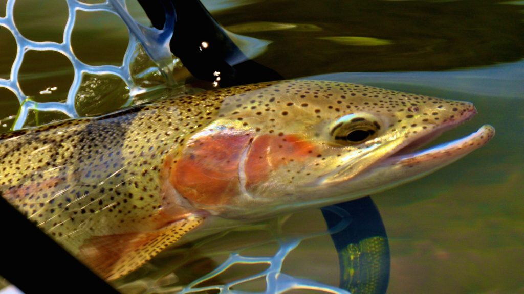 Headhunters Fly Shop and Guide Service Missouri River Fishing Report