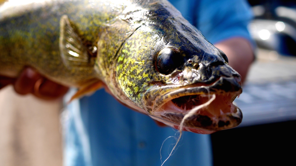 Save a Trout, Kill a Walleye - Missour River trout conservation.