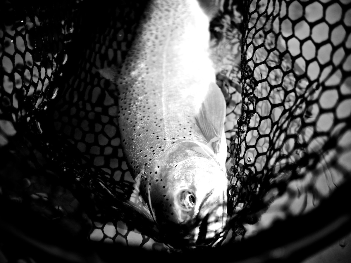 Blackfoot River cutthroat Trout