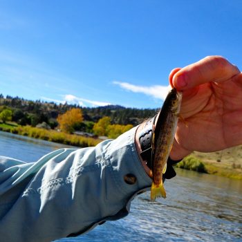 Missouri River Montana Fishing Report 10.8.14