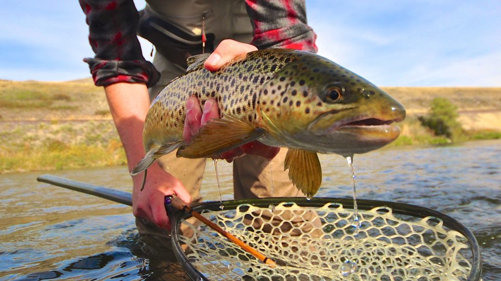 Missouri River Montana Fishing Report 10.27.14