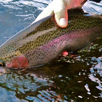 Missouri River Montana Fishing Report 11.18.14