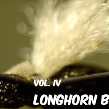 Longhorn Beetle JAV