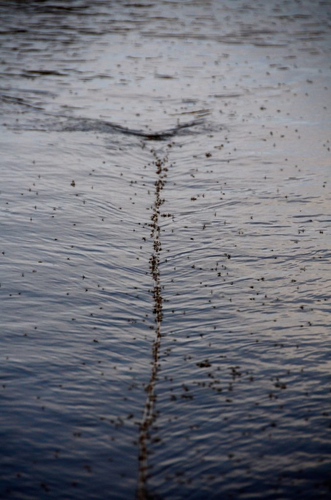 Montana fly fishing Midges