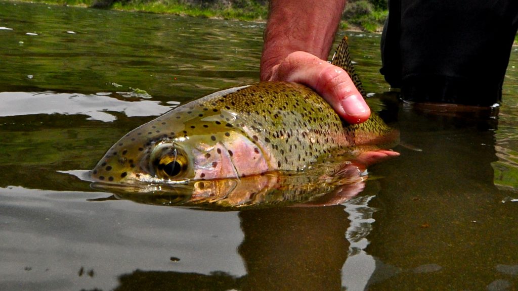 Missouri River Montana Fishing Report 6.22.15