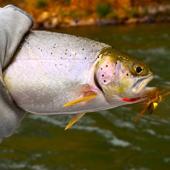 Blackfoot River Fishing Report 6.19.15