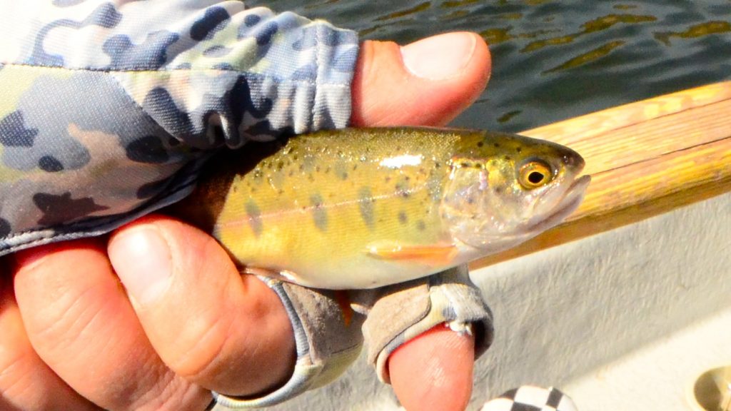 Missouri River Montana Fishing Report 9.25.15