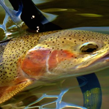 Missouri River Montana Fishing Report 12.3.15