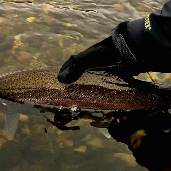 Silly Sunday Scenery Winter Trout Edition