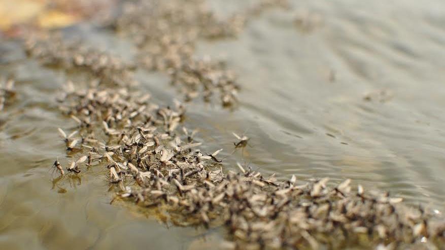 Missouri River Midge Hatch