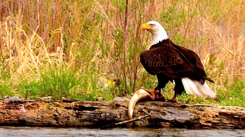 Bald Eagle on Brown Trout