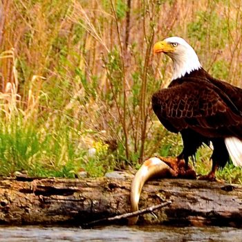 Bald Eagle on Brown Trout