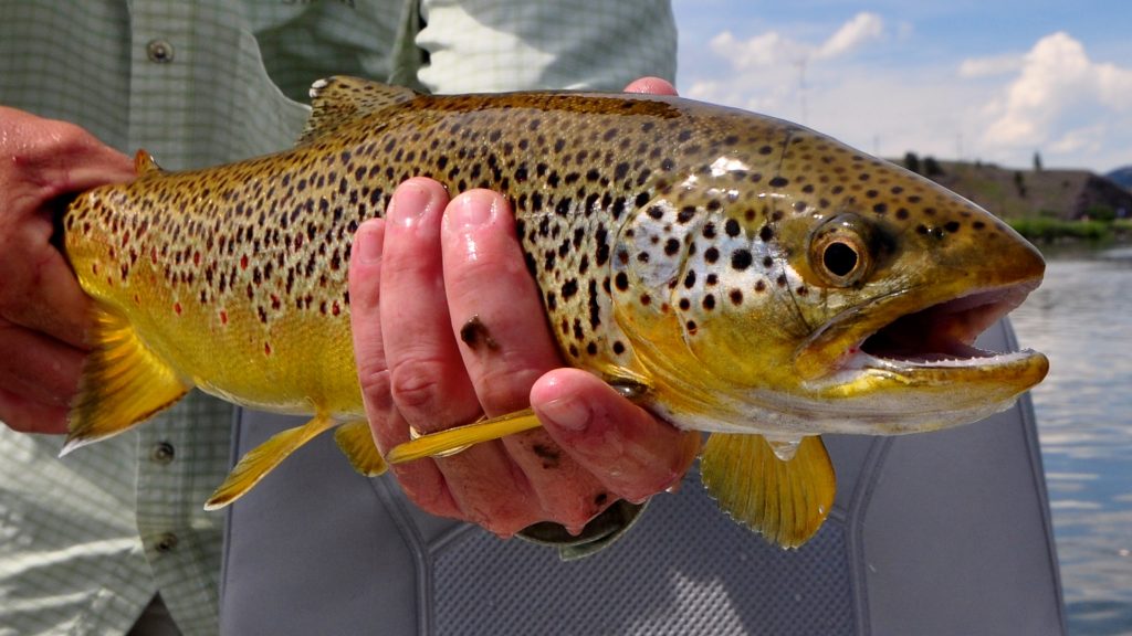 Weekend Fly Fishing Report