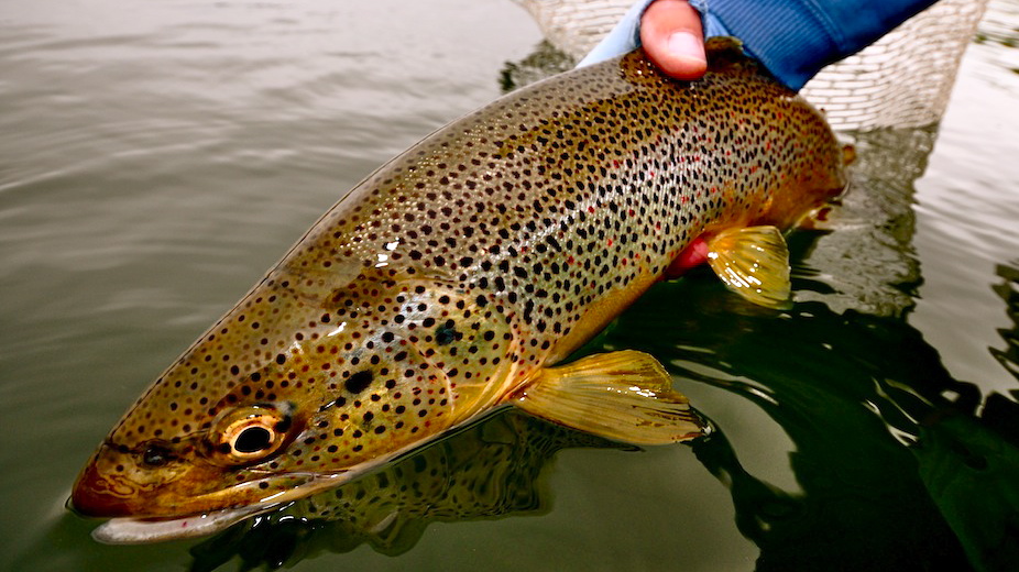 Thursday Morning Brown Trout