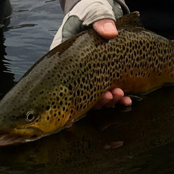 Sunday Brown Trout