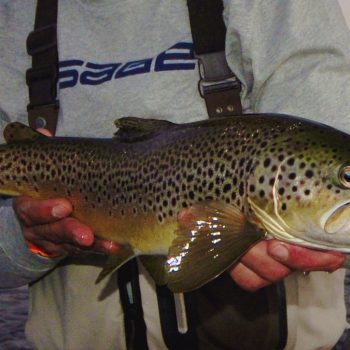 3 Ways to get your hands on Brown Trout
