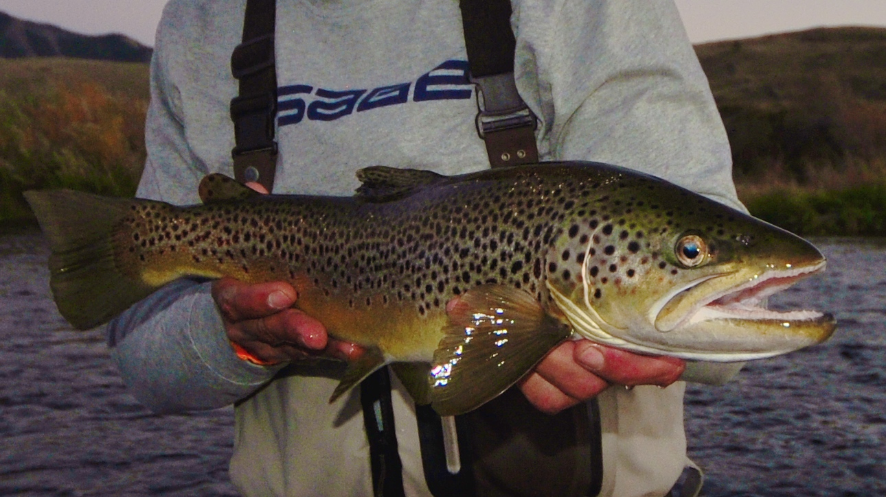 3 Ways to get your hands on Brown Trout
