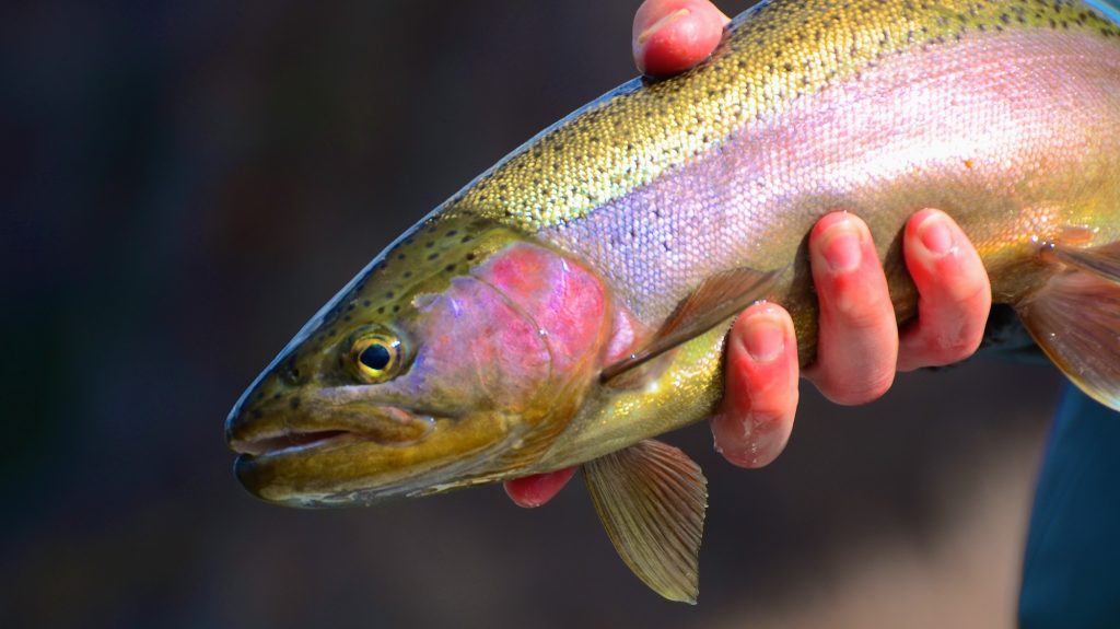 March Missouri River Fly Fishing Forecast