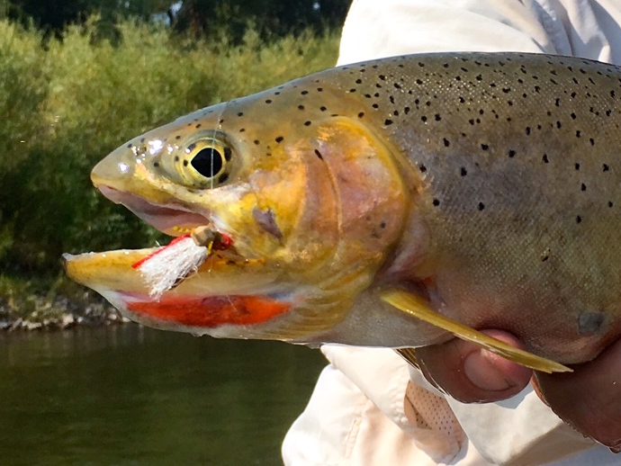 Headhunters Fly Shop Late August Blackfoot River Fishing Report