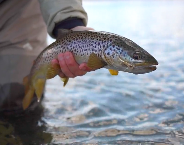 Montana Trout Spey Video