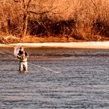 Late January Missouri River Fishing Report