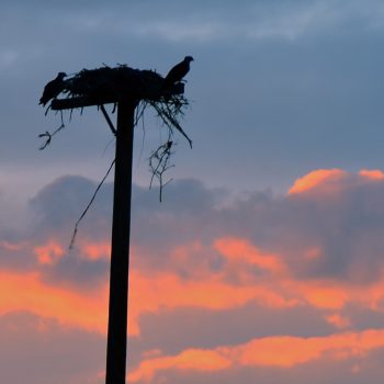 Osprey Sunset