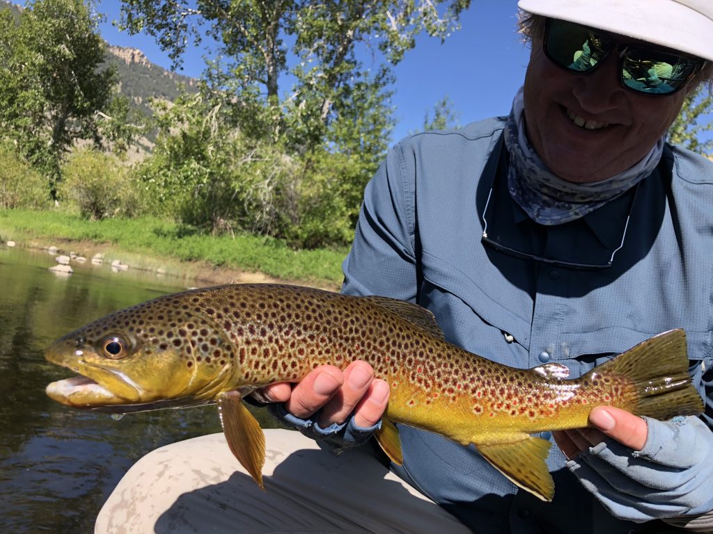 Sunday Silly Brown Trout Scenery