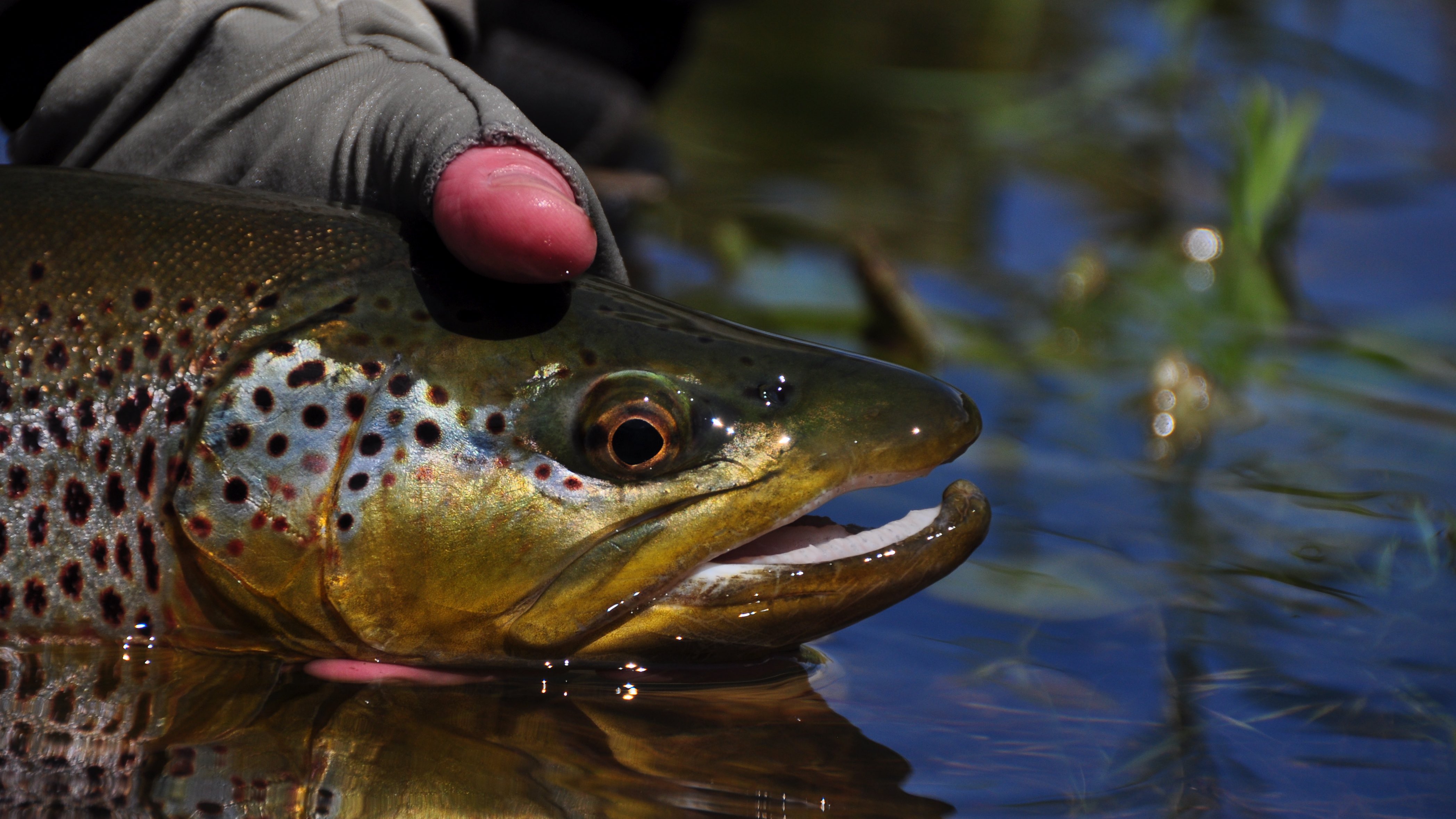 Headhunters Advanced Dry Fly School July 25-29 2019