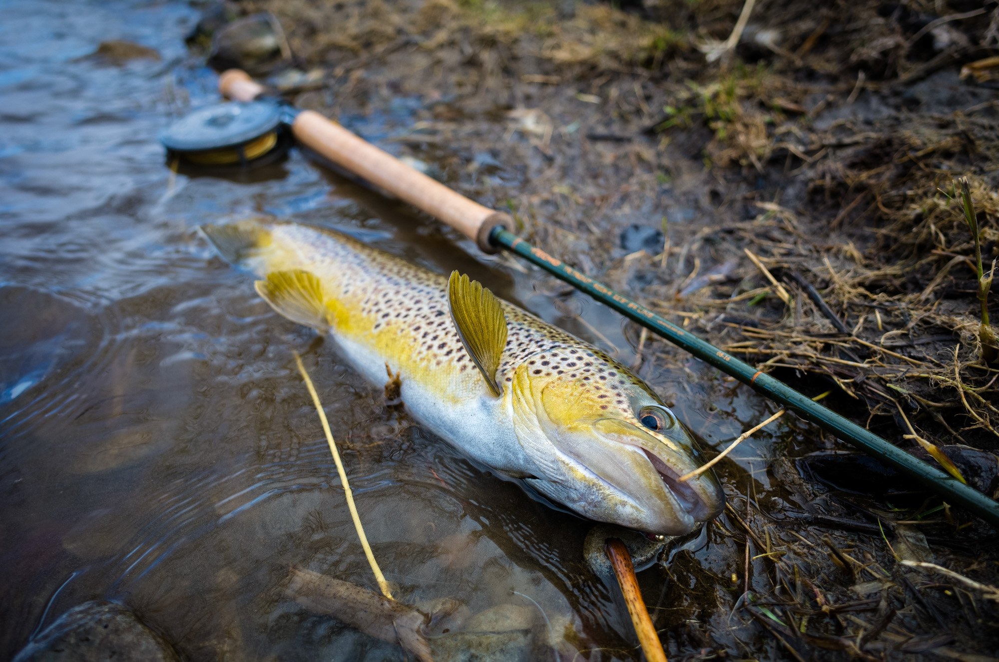 Trout Spey Outlook - Headhunters Fly Shop