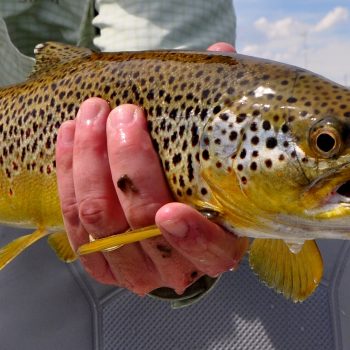 Missouri River Mid Week Fishing Report 9.30.20