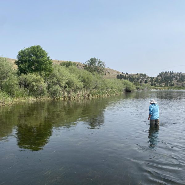 Missouri River Montana Fly Fishing Report